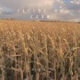 Fields of Corn