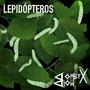 Lepidopteros