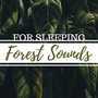 Forest Sounds for Sleeping: Chirping Birds and Natural Wood Recorded Sound Collection