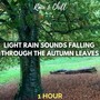 Light Rain Sounds Falling Through the Autumn Leaves: One Hour