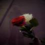 two roses (Explicit)