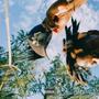 8 (Explicit)