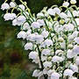 Lily Of The Valley