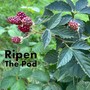 Ripen