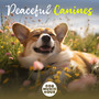 Peaceful Canines