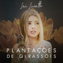 Plantações de Girassóis