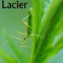 Lacier