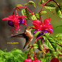 Colibri