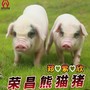 荣昌熊猫猪