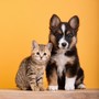 Música Nocturna Delicada Para El Descanso De Los Perros