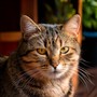 Soft Harmony for Quiet Cats' Moments