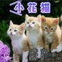 儿童歌曲（小花猫）