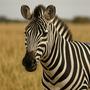 Zebra (feat. Slab) [Explicit]