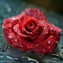 Love Is a Rose