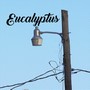 Eucalyptus