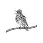 Wood Thrush