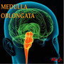 Medulla Obongata (Explicit)