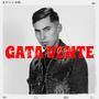 Gata Vente