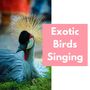 Exotic Birds Singing: Exotic Bird Noises, Relaxing Music and Nature Sounds from the Jungle