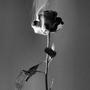 Rise & Fall