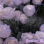 Glitter Roses