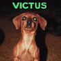 VICTUS