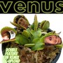 Venus (Double Feature Fun Remix Re-Upload) [Explicit]