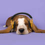 Dog Music - Calming Music for Dogs