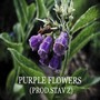 Purple Flowers (feat. Stav Z)