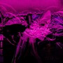 Codeine (Prod. By Dexey!) [Explicit]
