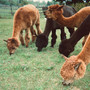 Crush (Live from the Alpaca Farm)