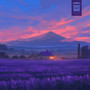 Lavender Fields