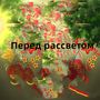 Перед рассветом