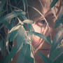 The Willow Tree