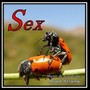 Sex (Explicit)