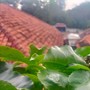 Nahadong
