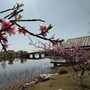 花落的愁