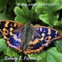 Himalayan Butterfly