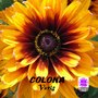 Sound of KYOTO～すきま～／COLONA