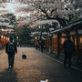 Under Ueno’s Sakura Sky