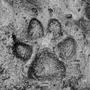 Paw Prints (Explicit)