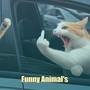 Funny Animal's