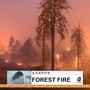 Forest Fire