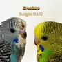 Budgies, Vol. 10