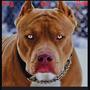 Dog Eat Dog (Explicit)