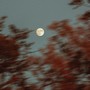 She Is The Moon