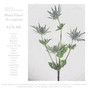 Mind Plant［Eryngium］