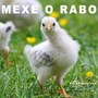 Mexe o Rabo