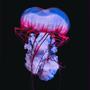 Jellyfish (Explicit)