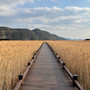 순천만 갈대밭 (Suncheonman Bay reed beds)